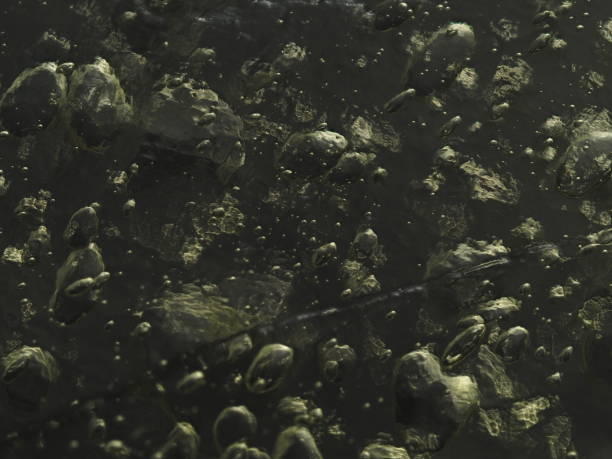 Frogs in Marshy Lake at Akdag (Akdağ) Nature Park