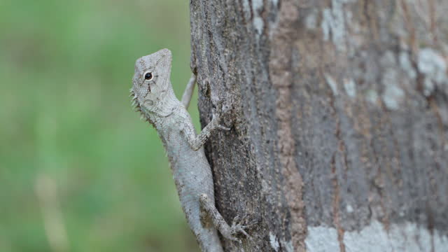Feared Bloodsucker or Changeable Lizard Hang on Tree Trunk (Calotes Versicolor), eye movement - close-up