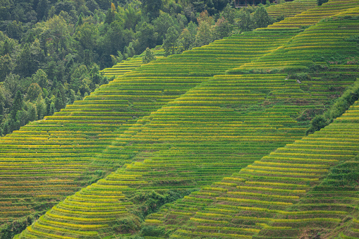 Terrace in Longsheng Guilin China