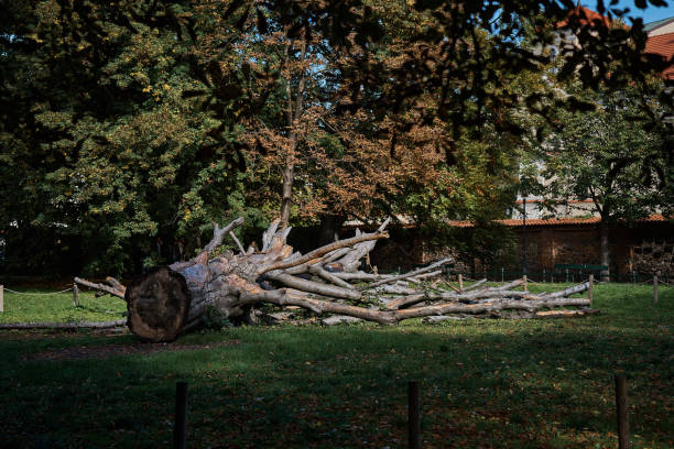 istock a huge felled tree in an autumn park 2030051247