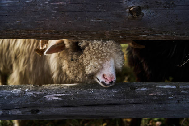 One sheep,lamb,ram,goat in pasture for 2015 Chinese New Year celebration