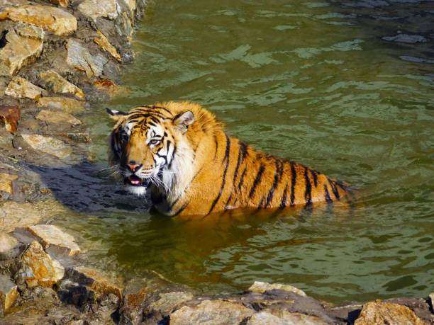 A captive tiger cooling off in a pool of water. The tiger’s eyes reflect light and its natural facial markings create a tear-like appearance, giving the impression of sadness.
