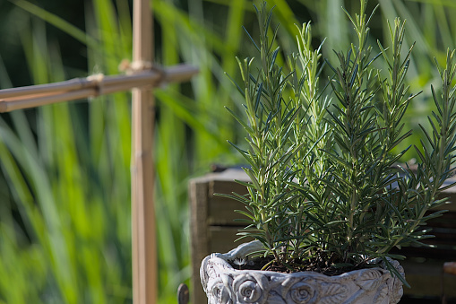 Fresh rosemary in a pot in the garden with a wooden frame and reeds in the blurred background.