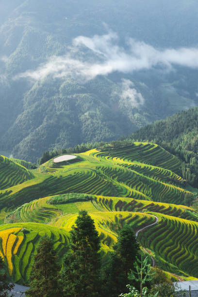 Terrace in Longsheng Guilin China stock photo