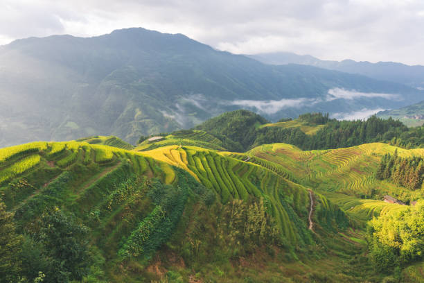 istock Terrace in Longsheng Guilin China 2030062575