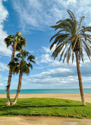 A tropical beach setting with multiple leafy palm trees, beautiful sand with a grassy patch and view of the ocean with some clouds in the sky.