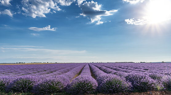 Lavender field in blossom. Rows of lavender bushes stretching to the skyline. Stunning cloudy sky at the background.Brihuega, Spain.