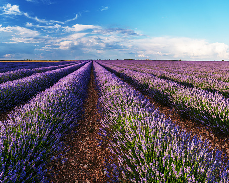 Lavender field in blossom. Rows of lavender bushes stretching to the skyline. Stunning sky at the background.Brihuega, Spain.