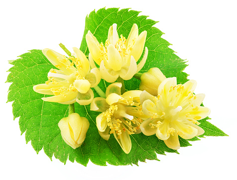 Linden flowers over linden leaf on white background. File contains clipping path.