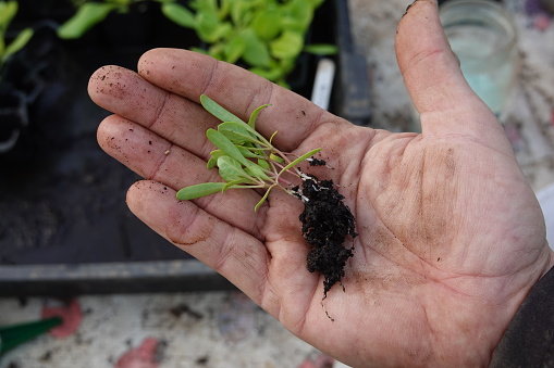 small and young chard plants in grower's hand, prepare chard transplanting in seedlings
