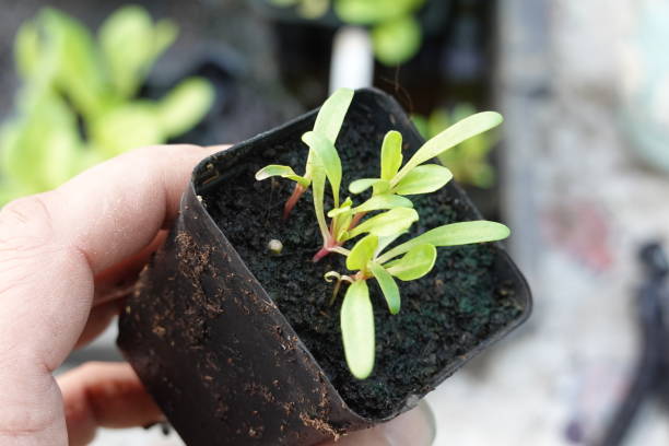 istock pot with young chard plants held by a man's hand. germinated chard seeds 2030069125