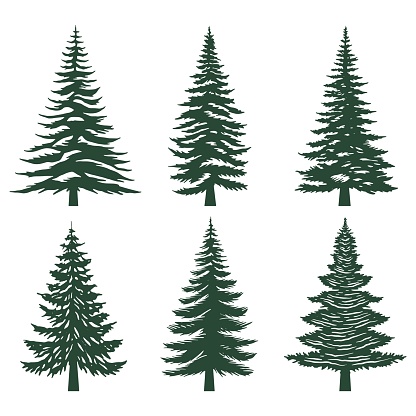 Pine tree silhouette set collection for your company or brand