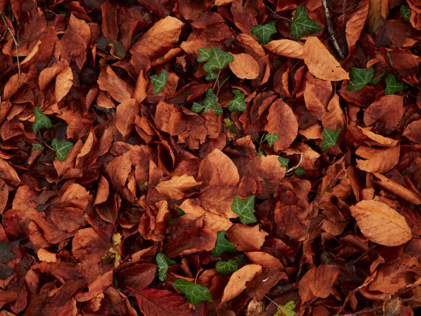 istock Leaves and an ivy 2030077674