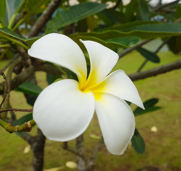 istock White frangipani flowers 2030082069