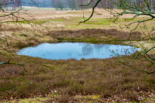 Small pond in the nature conservation area