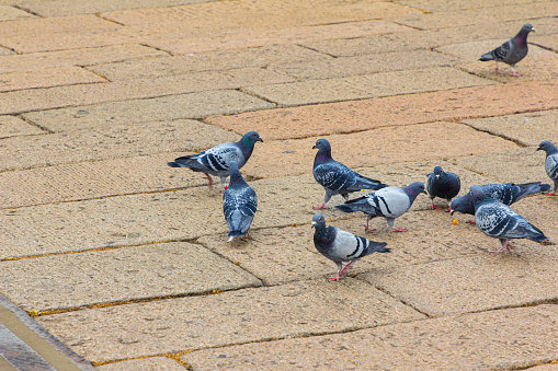 a flock of pigeons eating on the street