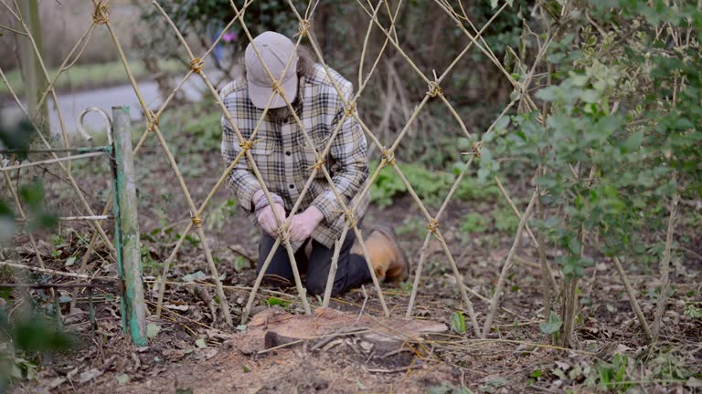 The Making of a Willow Fence