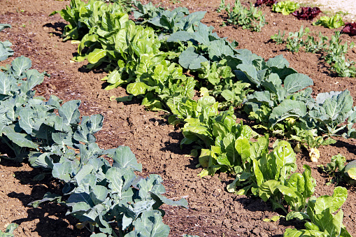 Brassicas and chard in the garden
