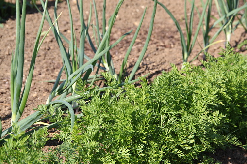 Onions and carrots in garden