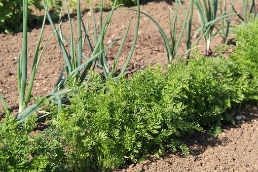 Onions and carrots in garden