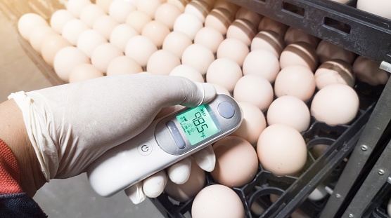 Quality control is measuring the temperature shell of the eggs in the incubation machine, Infrared thermometer in contact with the shell of an egg.hatchery farm activity.