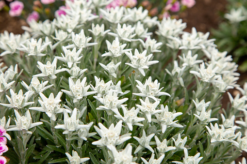 flower blossom, the colorful growth of plants in the nature