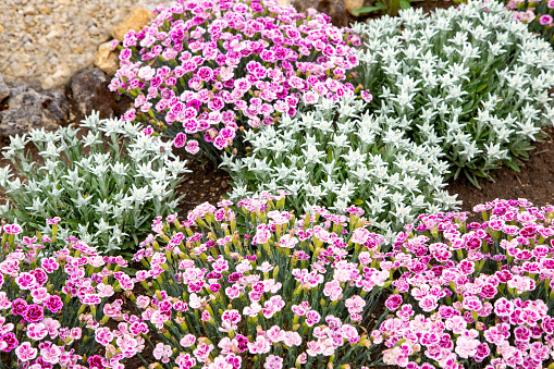 Beautiful edelweiss flower and Dianthus Prinzess-Nelke 'Pink Kisses'