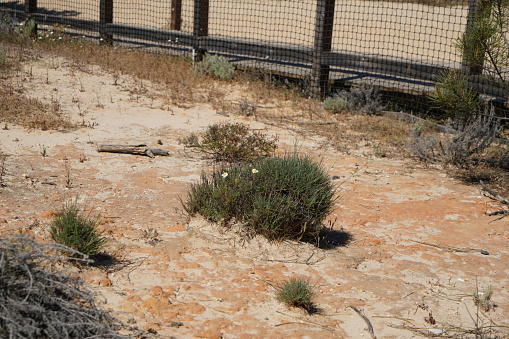 Growth on a sandy cliff, sparse vegetation of robust plants