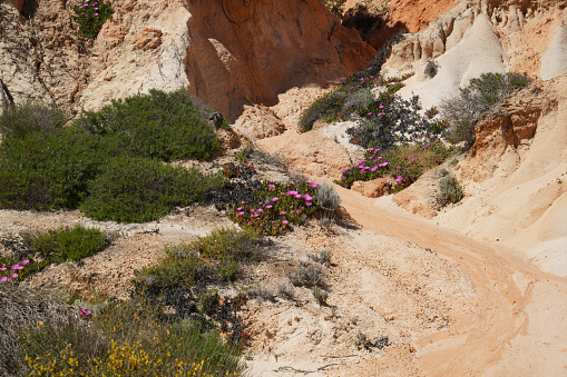 Growth on a sandy cliff, sparse vegetation of robust plants