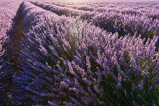 Lavender field in blossom. Rows of lavender bushes closeup. Brihuega, Spain.