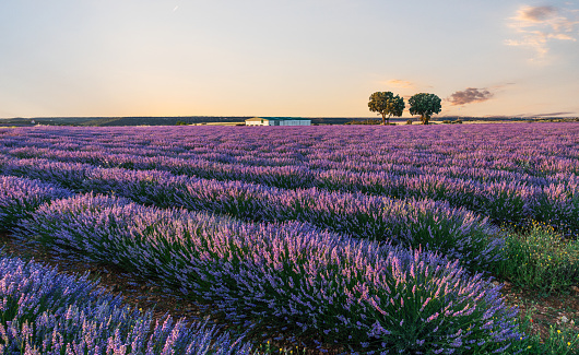 Lavender field in blossom. Rows of lavender bushes stretching to the skyline. Stunning  sunset sky at the background. Brihuega, Spain.