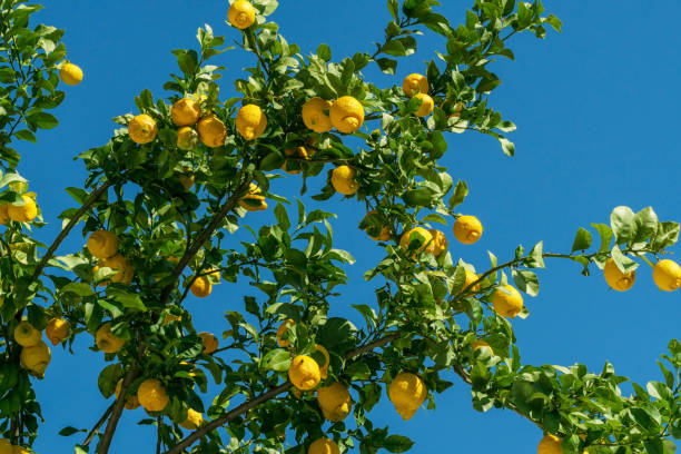 istock Ripe lemon fruits on lemon tree and blue sky at the background. View from below. 2030116243