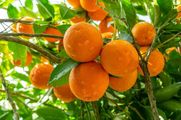 Ripe orange fruits on orange tree between lush foliage. View from below.