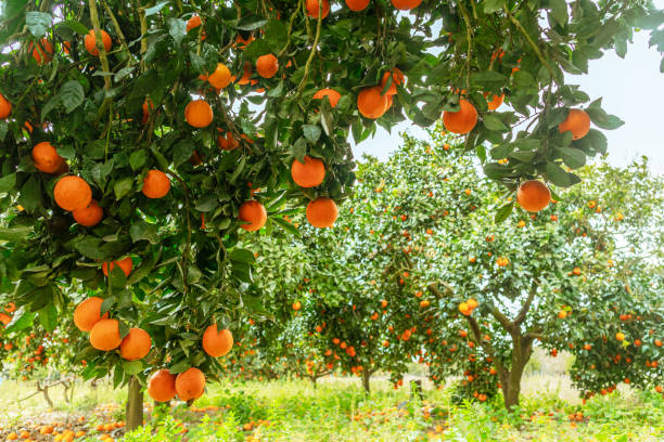 istock Orange trees or citrus sinensis almost covered with oranges. Great harvest in the orchard. 2030116803