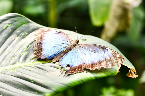 a butterfly rests on a plant in central America
