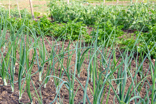 Onions and parsley in the vegetable garden