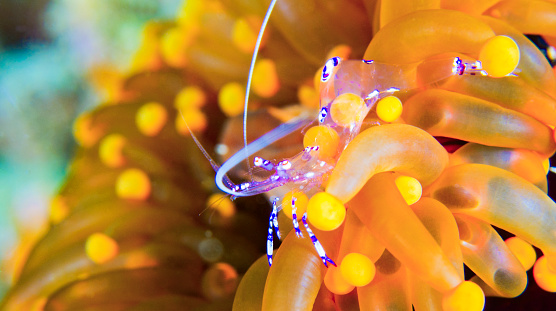 Sravasti Anemone Shrimp, Ancylomenes sarasvati, Periclimenes sarasvati, Bubble Coral, Plerogyra sinuosa, Reef Building Corals, Coral Reef, Lembeh, North Sulawesi, Indonesia, Asia