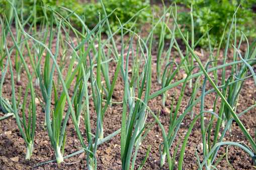 Leek grows on vegetable garden in soil. Autumn harvest leek onions. Organic farm vegetables. Close-up
