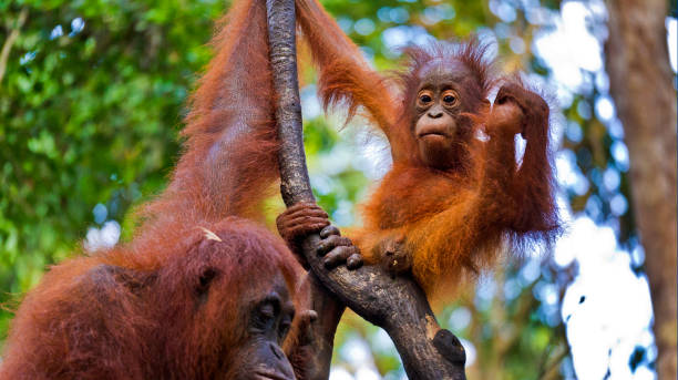 istock Orangutan, Tanjung Puting National Park, Borneo 2030134975