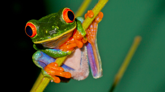 Red-eyed Tree Frog, Agalychnis callidryas, Tropical Rainforest, Corcovado National Park, Osa Conservation Area, Osa Peninsula, Costa Rica, Central America
