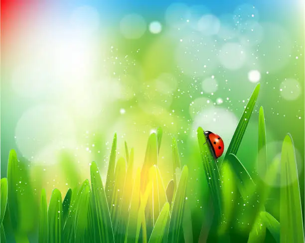 Vector illustration of Ladybug on green grass