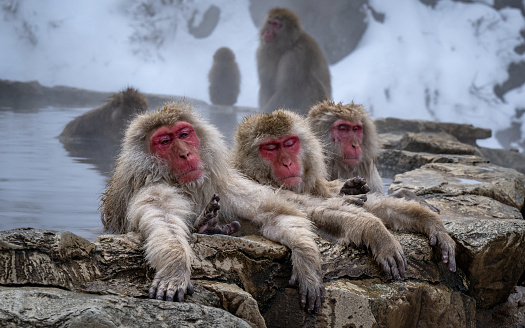The Japanese macaques in Jigokudani (Hell's Valley), Japan.