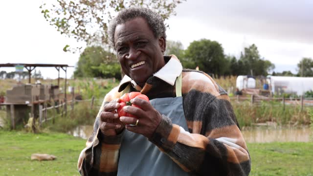 senior african farmer man showing an organic tomato