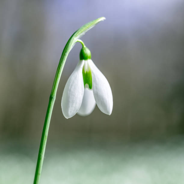 Snowdrops flowering with autumn leaves on the soil