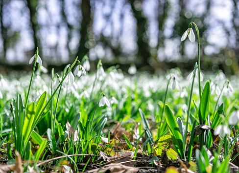 Snowdrop flowers (Galanthus nivalis) growing out of the snow, panoramic banner format with large copy space in the center, selected focus, narrow depth of field