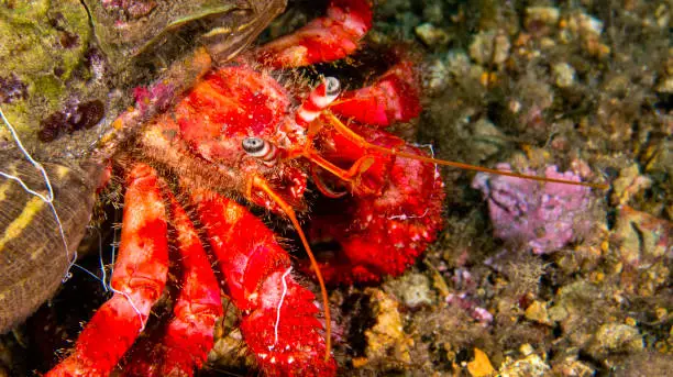 Great Hermitcrab, Dardanus sp., Cabo Cope-Puntas del Calnegre Natural Park, Mediterranean Sea,  Region de Murcia, Murcia, Spain, Europe