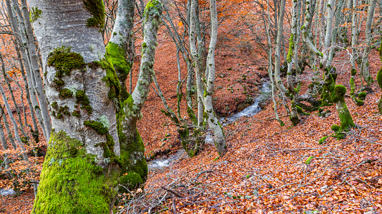 Stream Beech Forest, Hayedo de la Pedrosa Natural Protected Area, Beech Forest Autumn Season, Fagus sylvatica, Riofrío de Riaza, Segovia, Castilla y León, Spain, Europe