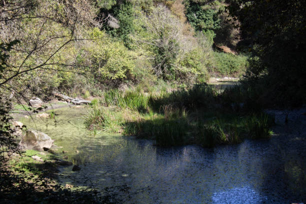 istock surface of a pond in southern Italy 2030142907