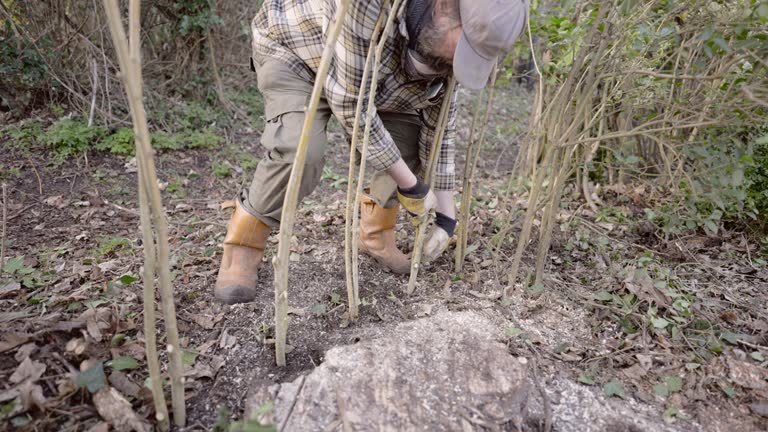 The Making of a Willow Fence