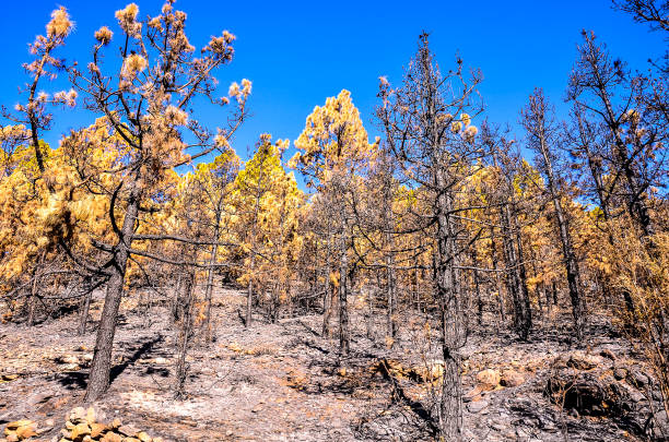 istock Effects of the Fire in a Forest 2030156591